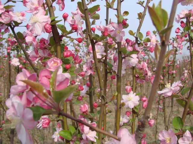 《三生三世十里桃花》已完结，还沉浸在那十里桃花的场景里出不来？如今正值开春时节，四海八荒鲜花遍地开，何不做一回“惜花人”，简单收拾行装，立即启程赏花去。